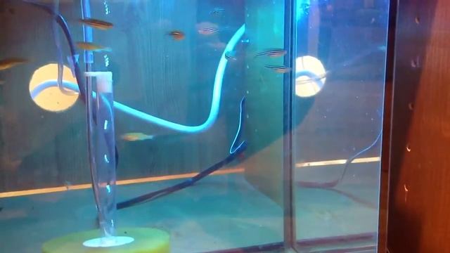 Danio rerio - zebra fish feeding on daphnia magna смотреть онлайн