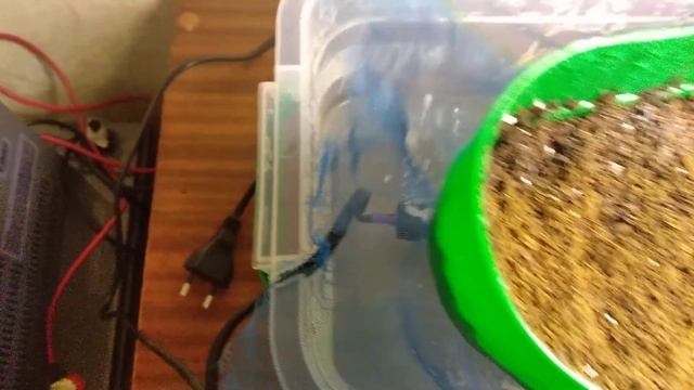 Инкубатор для Эублефаров !!! Самый простой и эффективный !!! смотреть онлайн