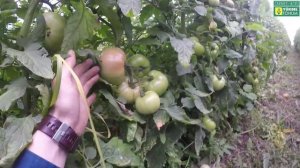 ПИНК МАРГАРИ F1. Укрывной материал и "Зеленые плечики". Учения Трапезникова.