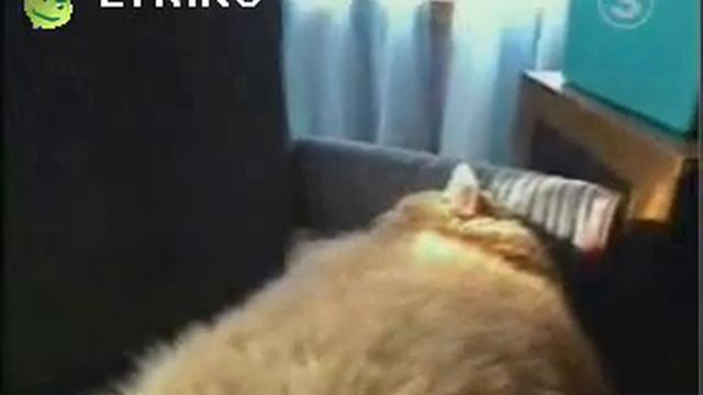 Самый жирный в мире кот!