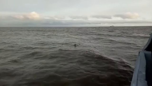 Гыда  котик морской приплыл