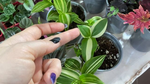 БУДНИ ЦВЕТОВОДА | ВЫСТАВКА ЦВЕТОВ В КРАСНОДАРЕ | Апрель 2022 смотреть онлайн