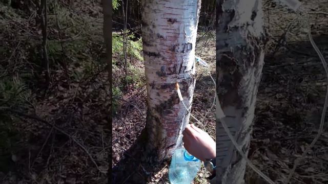 Весна. Берёзовый сок. Консервация. смотреть онлайн