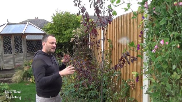 Mad About Gardening S01E07 Pt 1 November | Autumn Cottage Garden Tour | Drying Hydrangeas смотреть онлайн