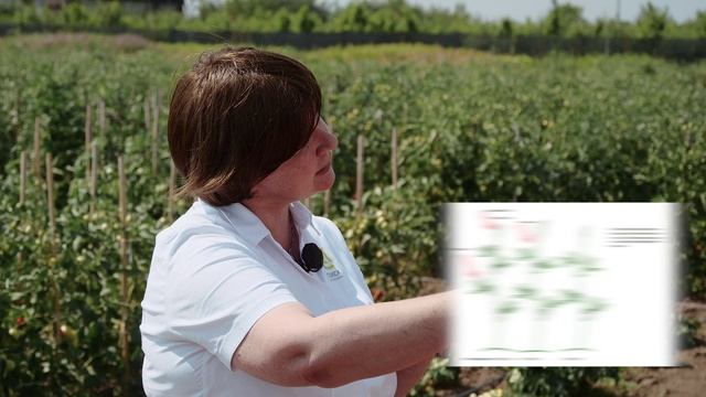 Томаты - "золотые яблоки" | Научный подход смотреть онлайн