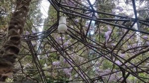 Ялта в апреле 2020 . Крым в апреле