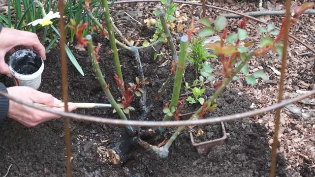 Обзор сада 30.04.23. Работаю в саду. Розы, фуксии, самшиты и др смотреть онлайн