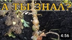 ЛУК НА ПЕРО: сажаем под зиму