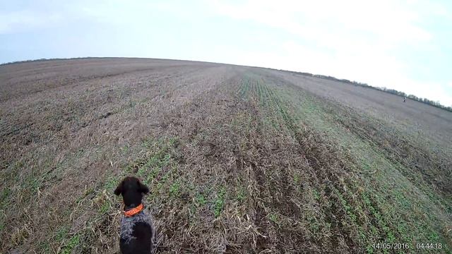 открытие охоты на зайца в крыму! 2018-2019 смотреть онлайн