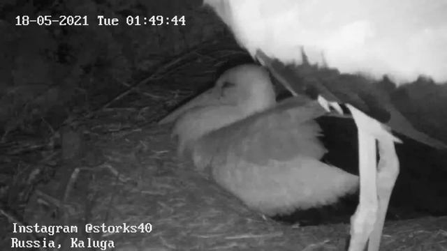 ВЕЧЕРНЕЕ ВИДЕО ИЗ ГНЕЗДА АИСТОВ.ЖДЕМ ПЕРВОГО ПТЕНЧИКА 17 МАЯ 2021 с 19-45 смотреть онлайн