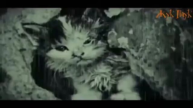 Грустный стих про кота 360px смотреть онлайн