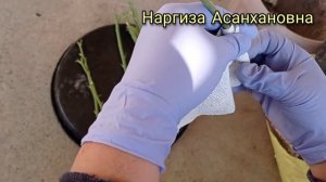 Размножение спрей розы. Спрей розани купайтириш ва парваришлаш.