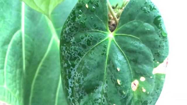 Anthurium Dark Phoenix | papillilaminum x dressleri смотреть онлайн