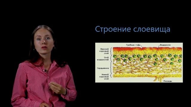 Лишайники. Видеоурок 23. Биология 5 класс смотреть онлайн