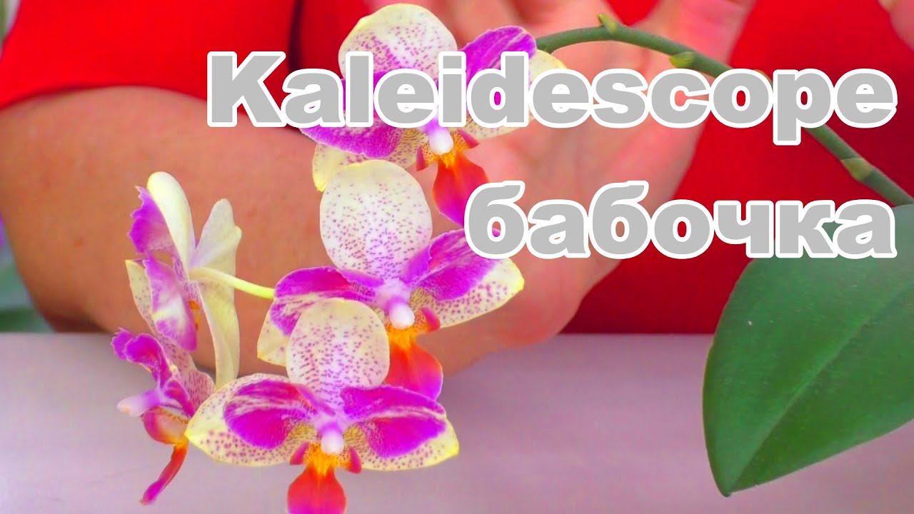 Пересадка цветущей орхидеи 