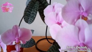 Phalaenopsis schilleriana 'Pink Butterfly' & Deformed orchid blooms