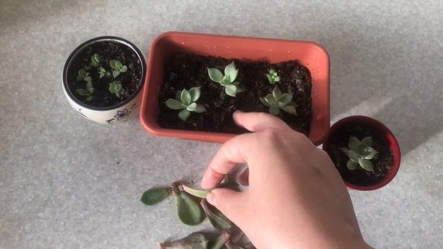 Укоренение суккулента. #суккулент #urbanjungle #комнатныеPастения #суккулент смотреть онлайн