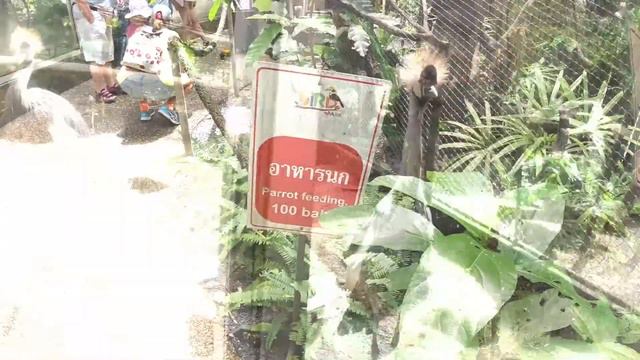 Birds!!! смотреть онлайн