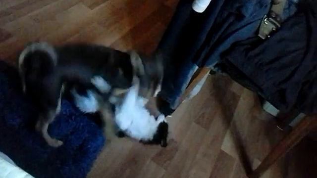 Кот VS собака//Кто же победит?! смотреть онлайн