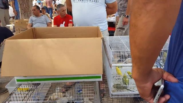 Ташкентский птичий рынок: ПЕТУХИ 29.06.19 смотреть онлайн