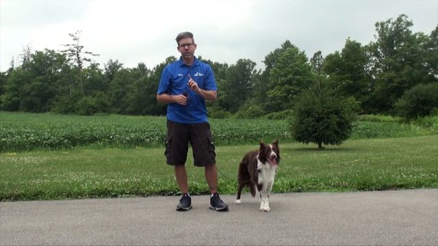 5 Quick Tips To Stop Your Dog From Pulling On The Leash смотреть онлайн