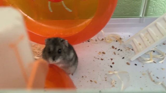 Смешной джунгарский хомяк | Грызуны | Релакс смотреть онлайн
