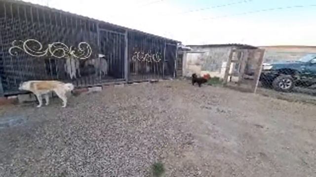 Кого из пристроенных собак нам вернули? смотреть онлайн