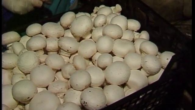 Удачи на даче Р Столпер шампиньоны, выращивание грибов, смотреть онлайн