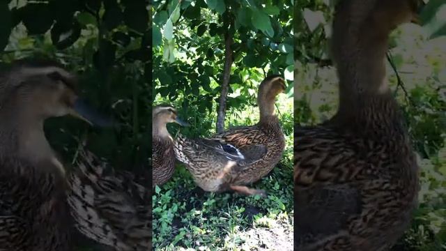 Семья руанских уток смотреть онлайн