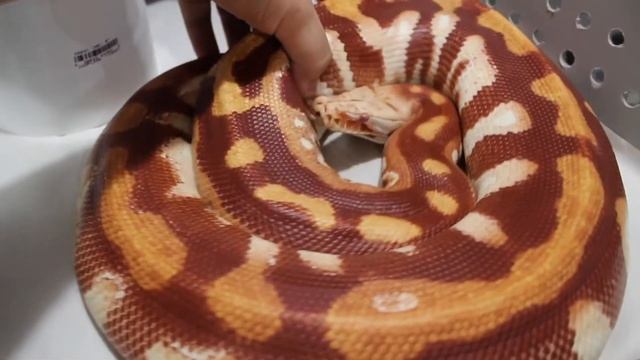 Albino Blood Python, Omega Red! смотреть онлайн