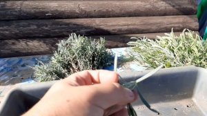 Как размножать лаванду. Три способа размножения лаванды.#лаванда,#лавандарозмножение,#цветы.