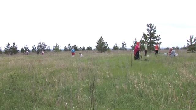 Посадка кедров в поселении Родовое на Красной самарке
