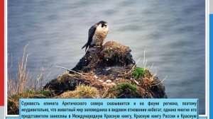 Большой Арктический заповедник