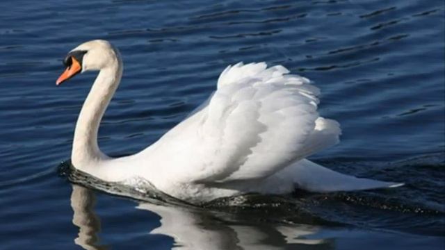 白鳥　- The Swan - ハーモニカ - Le Cygne смотреть онлайн