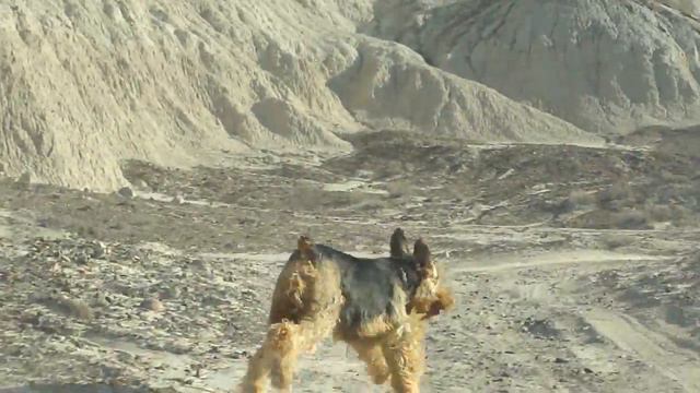 Whisky runs free! смотреть онлайн