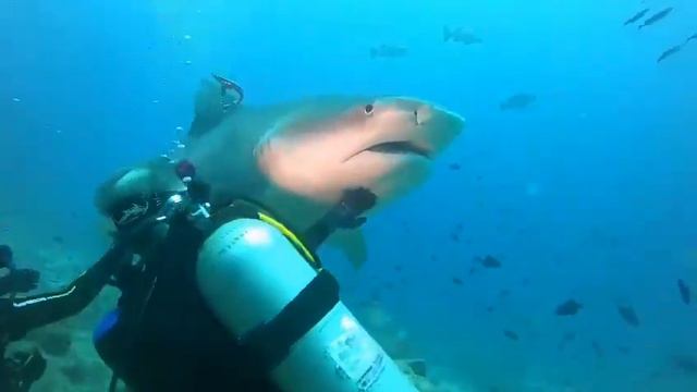 Tiger Shark Beqa Lagoon смотреть онлайн