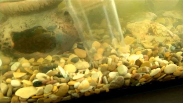 Самодельный электрический сифон (аквапылесос) для аквариума / DIY Electric Aquarium Siphon смотреть онлайн