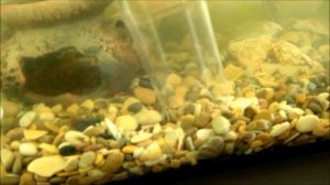 Самодельный электрический сифон (аквапылесос) для аквариума / DIY Electric Aquarium Siphon