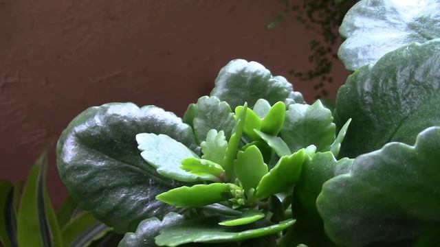 Каланхоэ. Черенки дали корни. Посадка черенков каланхоэ. смотреть онлайн