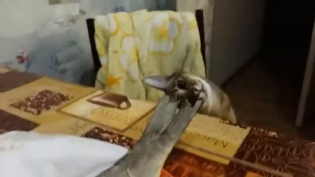 Кот поймал рыбу смотреть онлайн