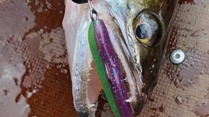 ПОКЛЕВКА СУДАКА НА КАЖДОМ ЗАБРОСЕ - ЭТО ЖОР! Рыбалка на спиннинг на реке Волга.