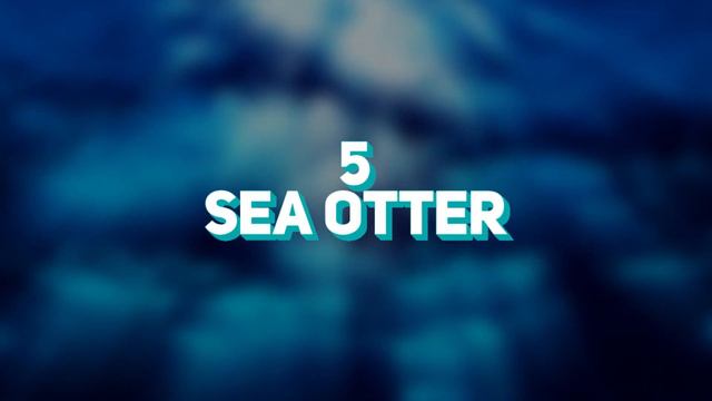 The Most Intelligent Marine Animals смотреть онлайн