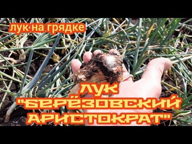 лук "берёзовский аристократ" на грядке..... смотреть онлайн