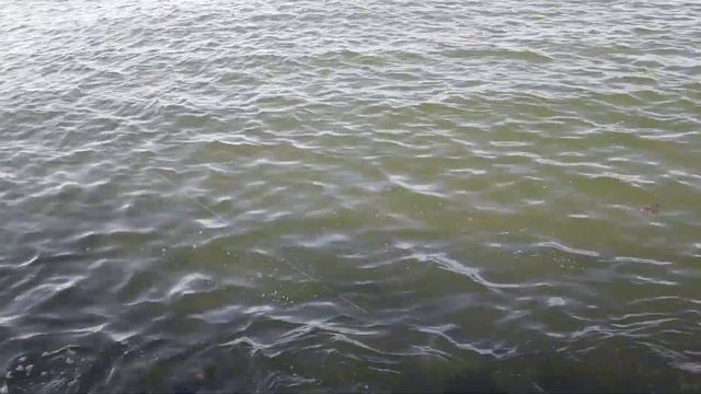 Акулы, Ламантины, Дельфины ... Веселая рыбалка в Мельбурне смотреть онлайн