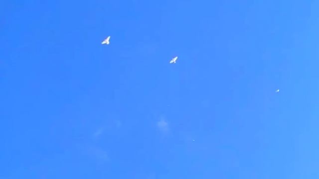 Возраст голубей 70 дней смотреть онлайн