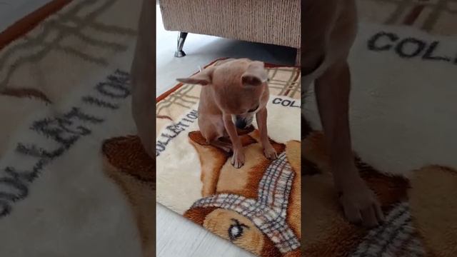 как научить собаку команде (сидеть) смотреть онлайн
