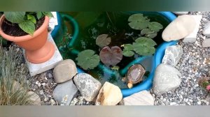 Как сделать пруд прозрачным? Я знаю секрет! Проверено 100%!