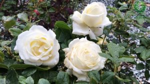 Роза Шопен и Аспирин-такие разные, но невероятно красивые. Питомник ? и ? Е. Иващенко