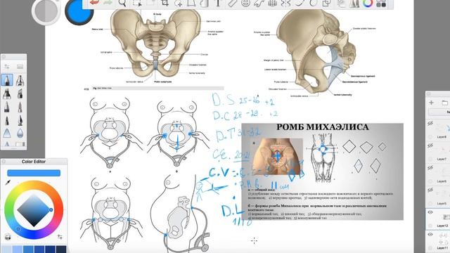 Анатомия таза человека 6 Размеры таза смотреть онлайн