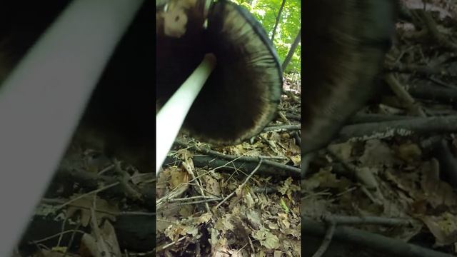 Coprinus comatus смотреть онлайн